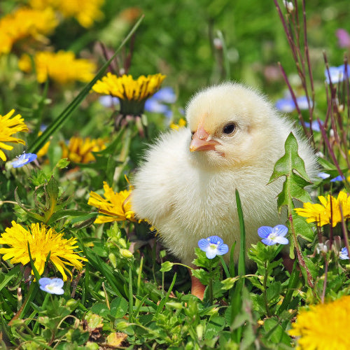Chirping into Spring: Essential Tips for Early Chick Care