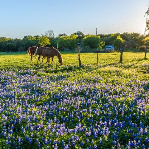 Spring Grazing: Top Tips for Nourishing Your Horse as Seasons Change