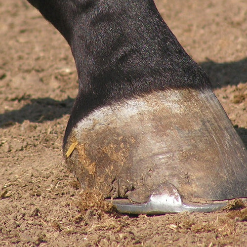 The Importance of a Healthy Hoof