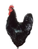 Townline Hatchery Black Jersey Giant Chicks