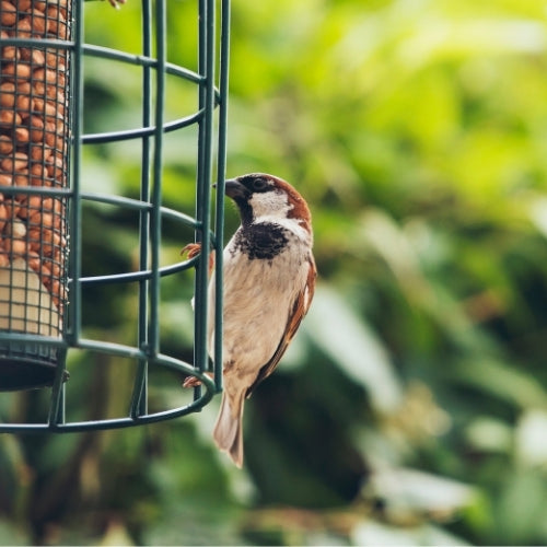 Bird Feeding Tips for Fall