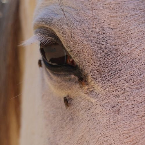 Tips To Prevent Barn Flies