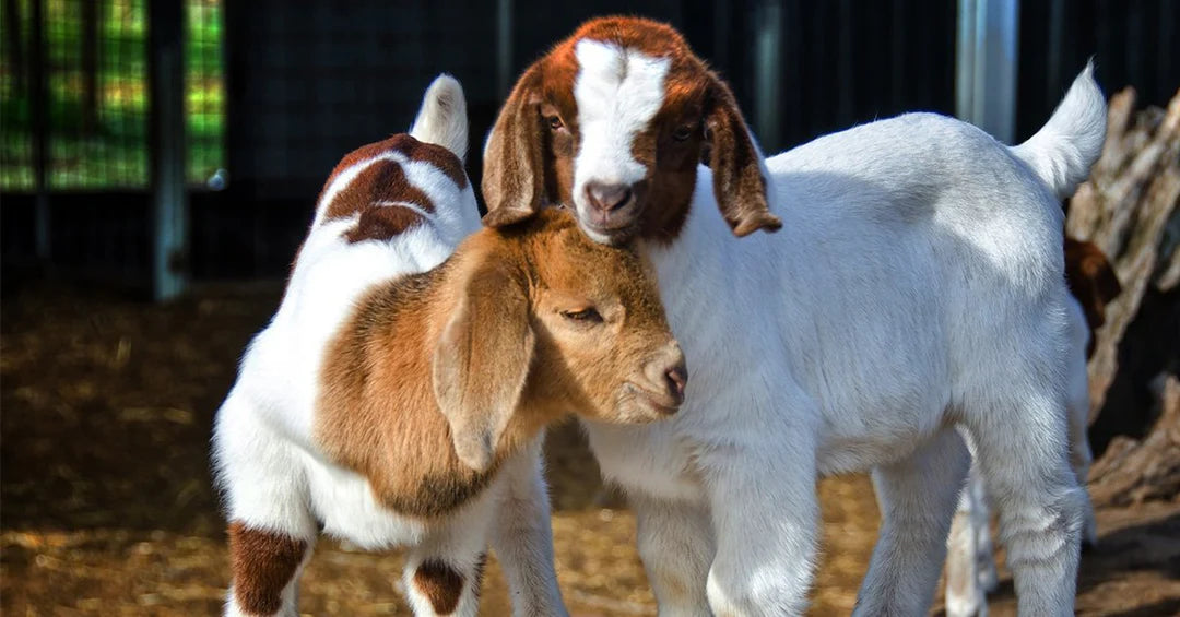 Caring for Goat Kids: What to Expect When You’re Expecting