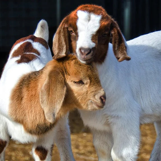 Caring for Goat Kids: What to Expect When You’re Expecting