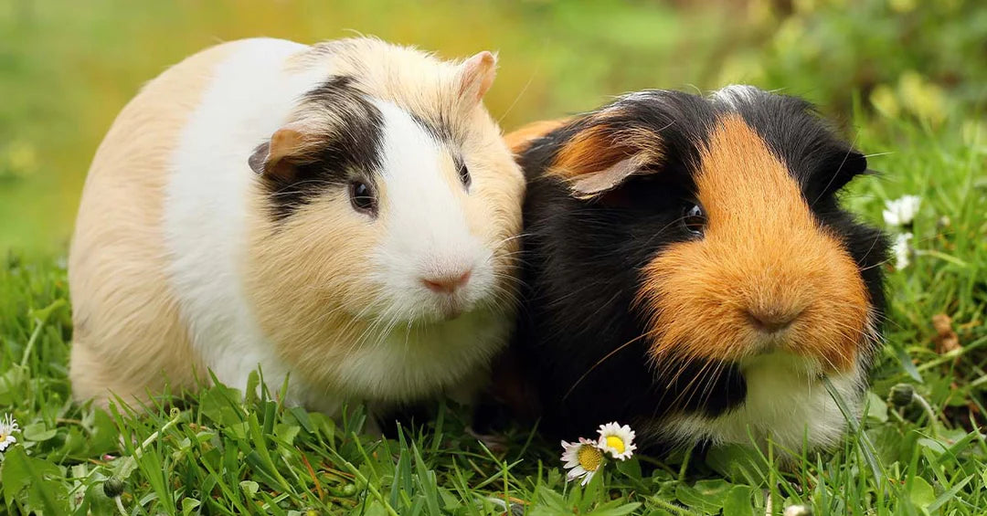 How to Feed and Care for Guinea Pigs
