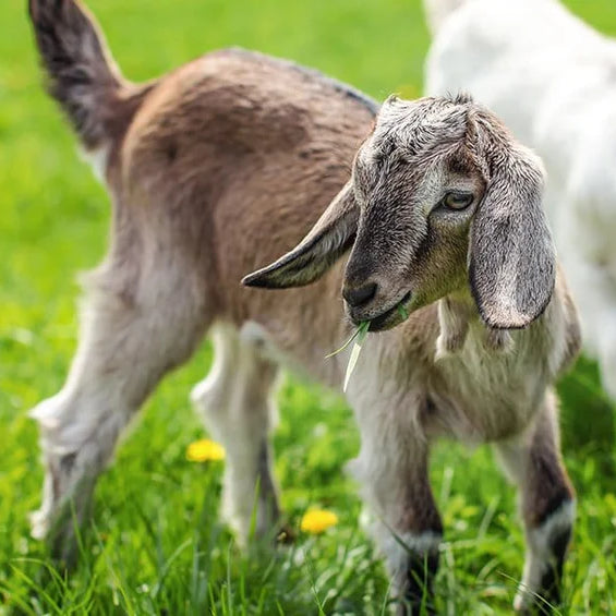 Goat Feed and Goat Grain 101: The Basics