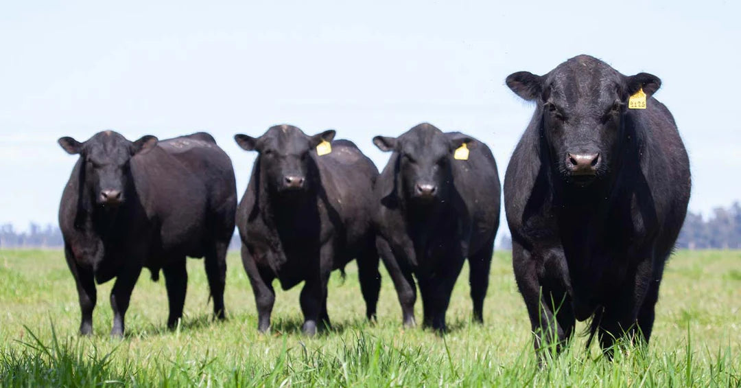 Managing Free Choice Mineral Intake for Grazing Beef Cattle