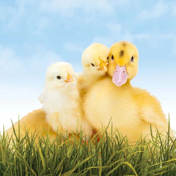 Mixed Flock 101: Can You Raise Ducks & Chickens Together?