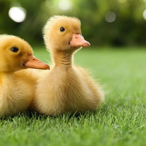 How to Feed Your Baby Ducks