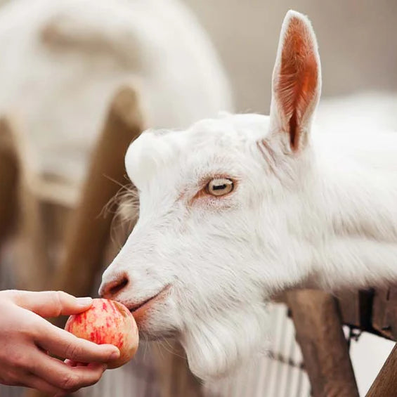 Safe Treats for Your Goats