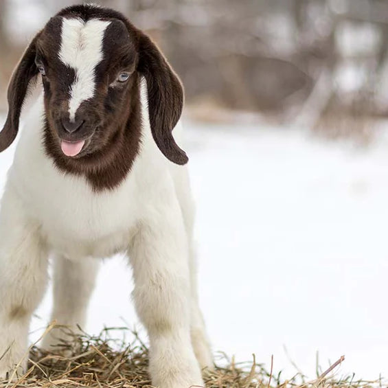 Tips and Tricks: How to Care for Goats in Cold Weather