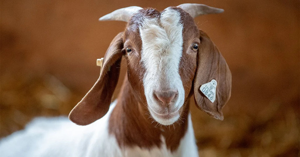 Trimming Your Goat’s Hooves