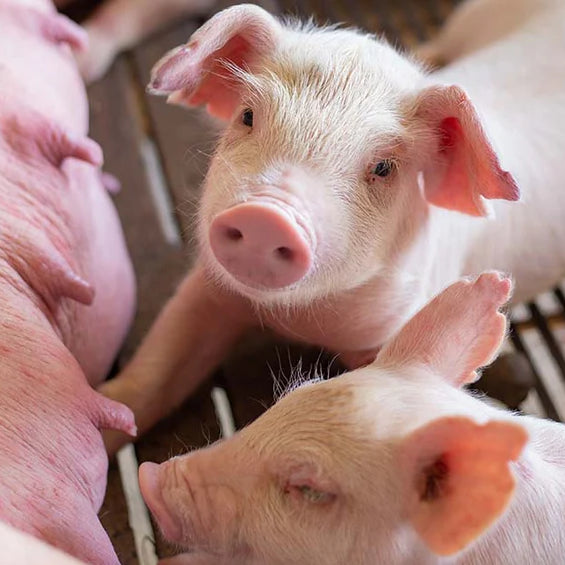 Everything To Know About Weaning Piglets