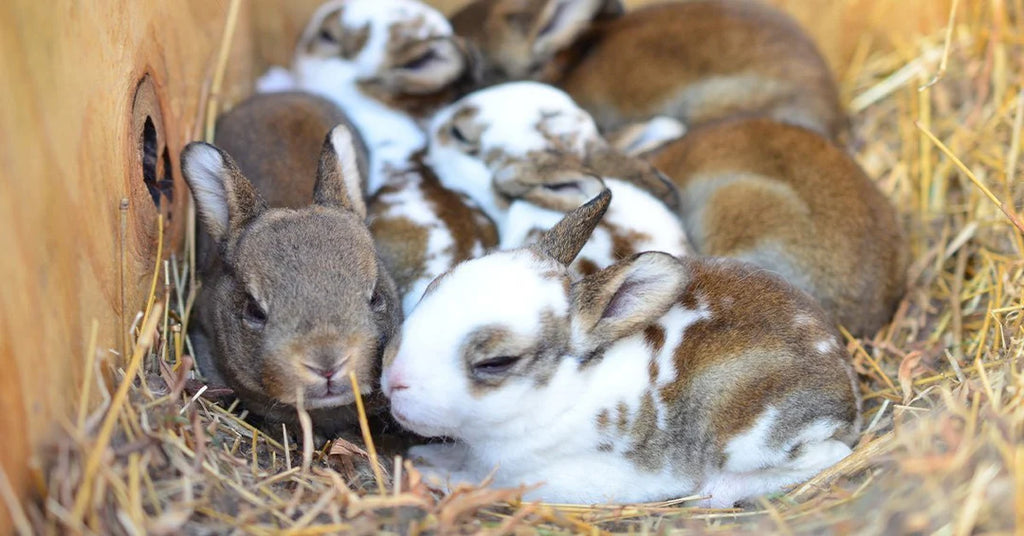 Fertilized Rabbit Caring for a Pregnant Rabbit