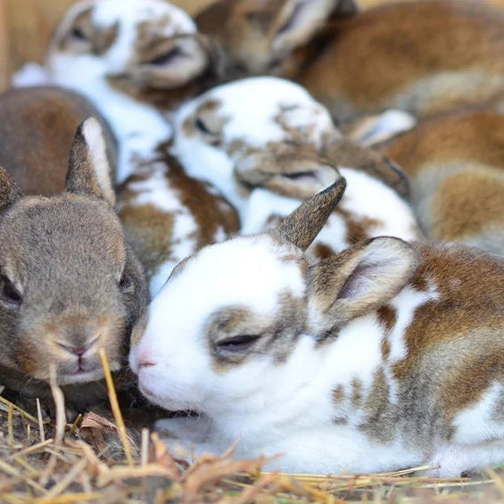 Caring for a Pregnant Rabbit