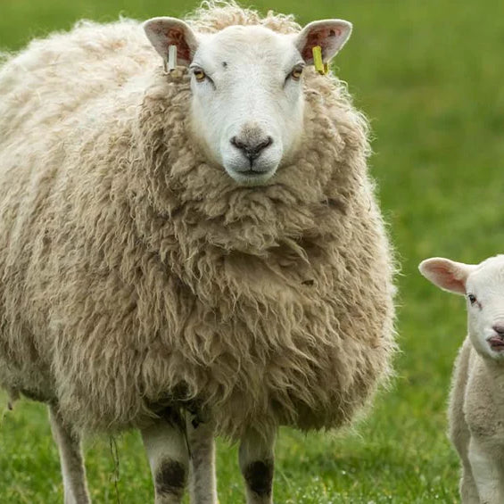 Feeding and Managing the Spring Lamb