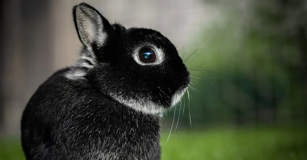 Heritage and Other Popular Rabbit Breeds