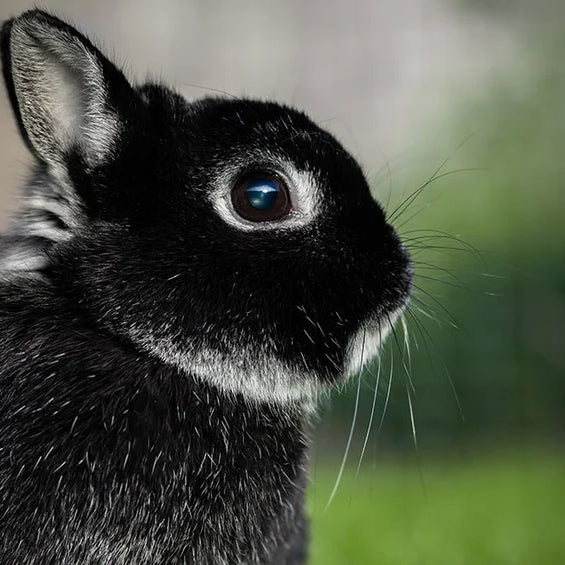 Heritage and Other Popular Rabbit Breeds