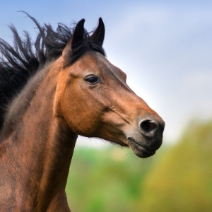 The Importance of Fats in Horse Nutrition