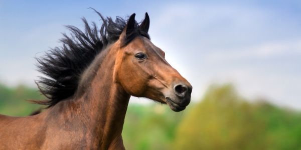 The Importance of Fats in Horse Nutrition