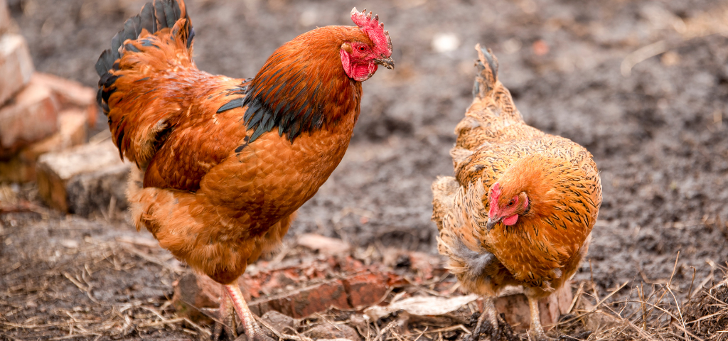 Chicken Molting Tips