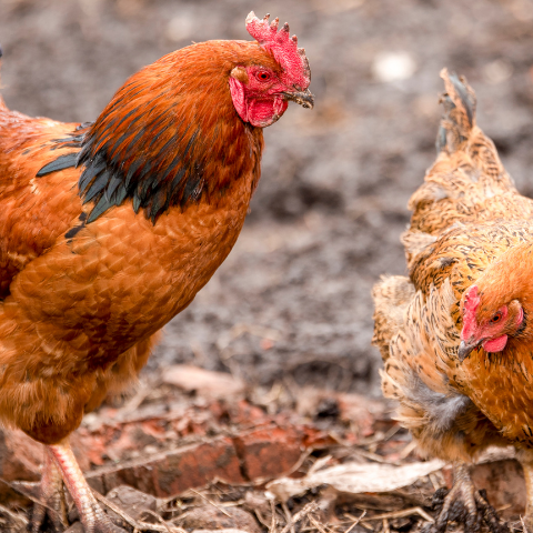 Chicken Molting Tips