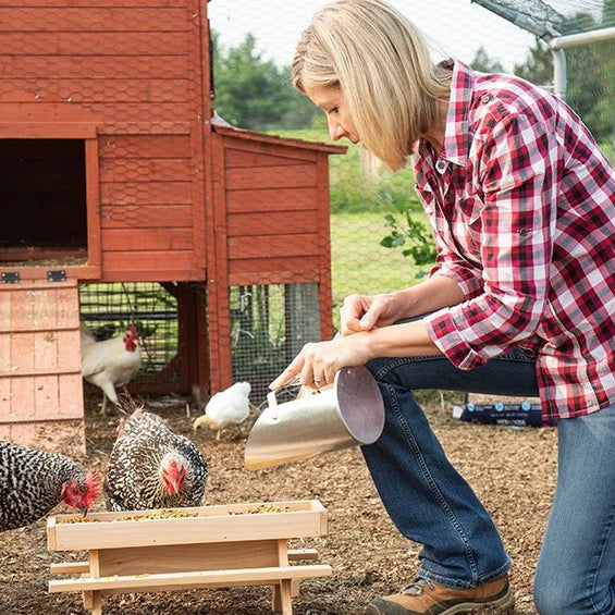 3 Frequently Asked Questions & Answers About Backyard Chickens