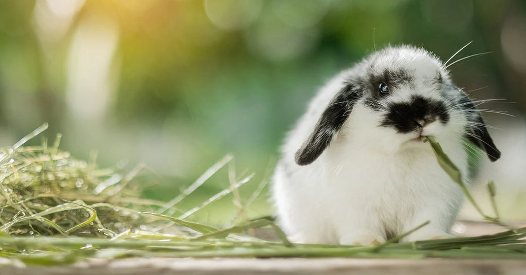 New Ingredients to Enhance Our Line of Best-in-Show Rabbit Food