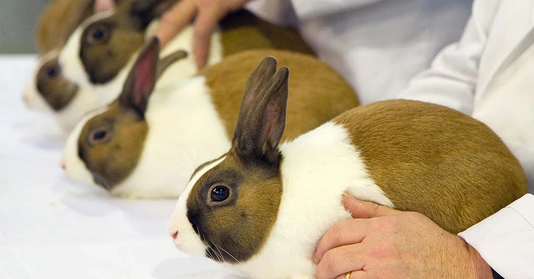 Raising Show Rabbits: Optimizing Your Rabbits’ Condition — Tri County ...