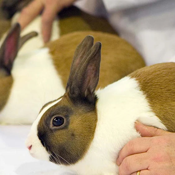 Raising Show Rabbits: Optimizing Your Rabbits’ Condition
