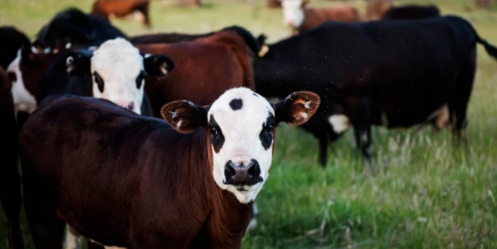 Nutrition Your Cattle Needs