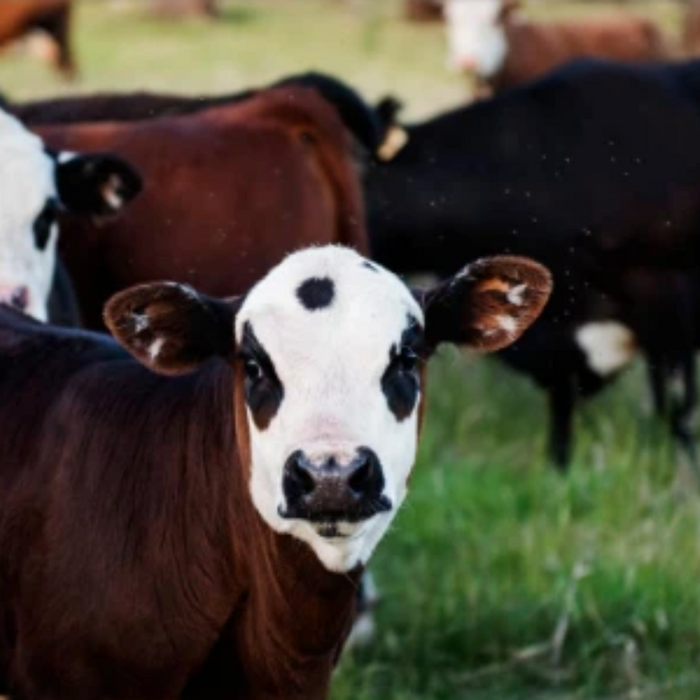 cattle in field