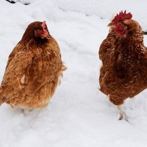 Winter Poultry Care Tips