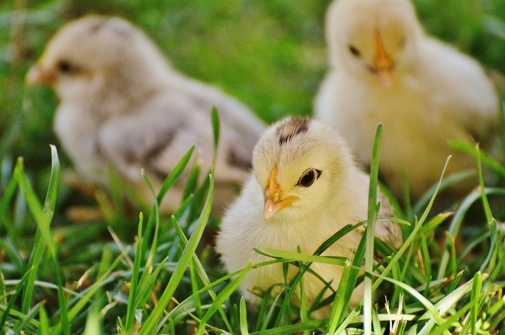 Common Diseases in Chicks to Look Out For
