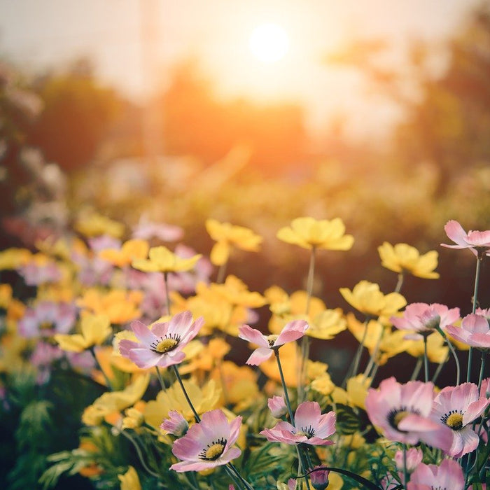 How to Prepare Your Garden in Spring for a Great Summer