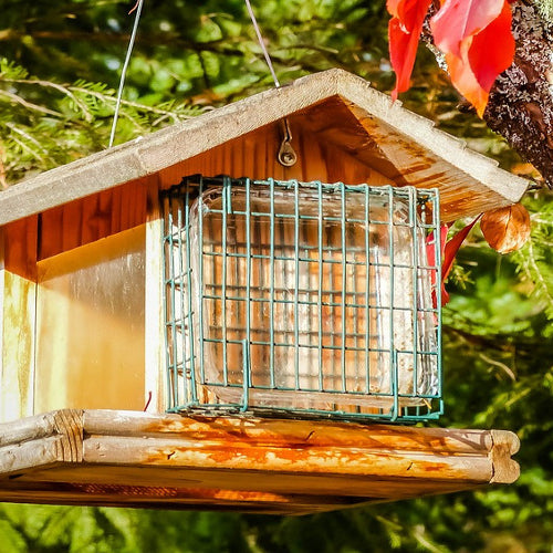 Bird Feeding Tips for Fall