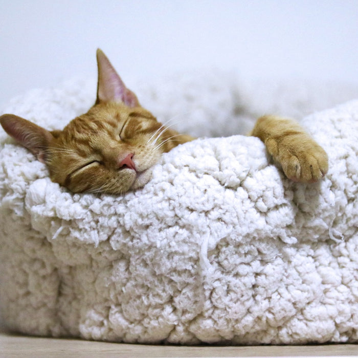 Tips for Keeping Your Cat Relaxed