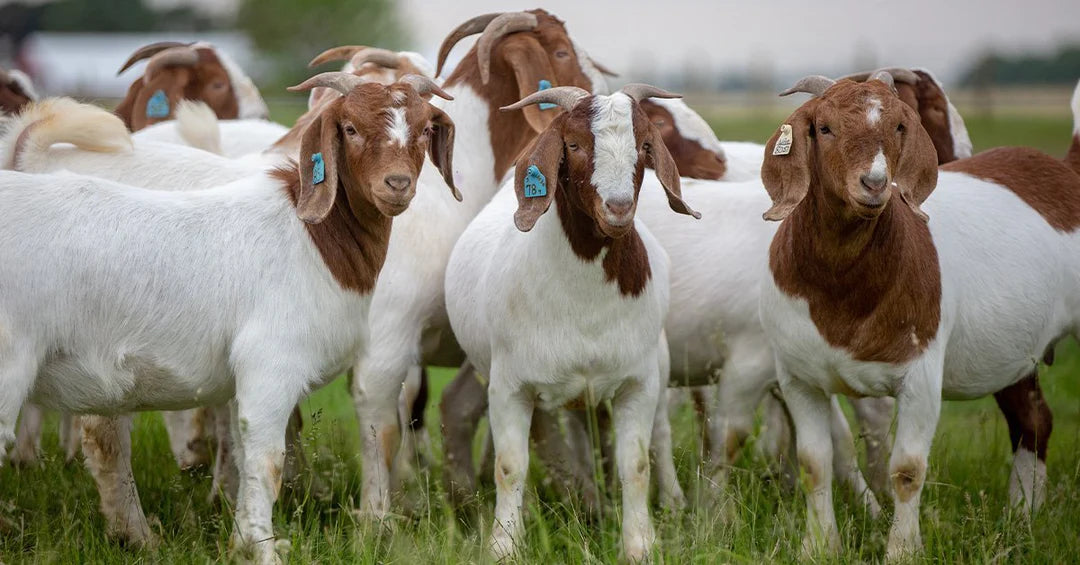 Goats Sp Goat Management: Maintaining Wethers and Easy Keepers — Tri County Feed ...
