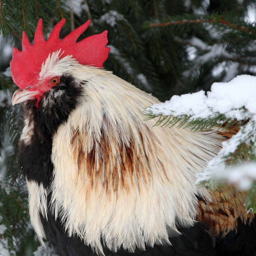 Caring for Backyard Chickens in Winter