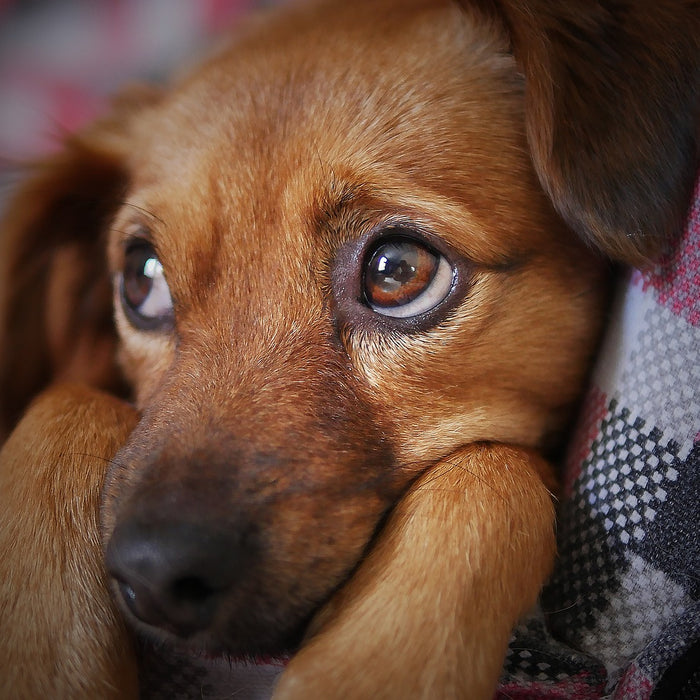 Does Your Dog Have Any Separation Anxiety?