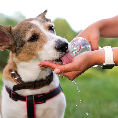 Keeping Your Canine Cool This Summer