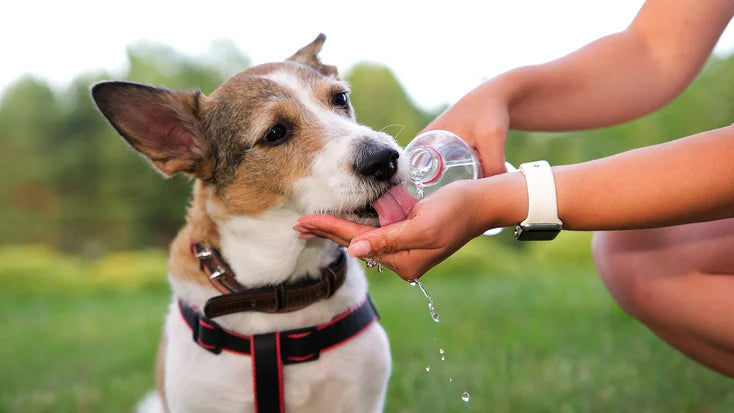 Keeping Your Canine Cool This Summer