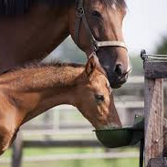 Are You Feeding Your Horse at the Right Times?