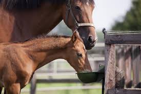 Are You Feeding Your Horse at the Right Times?