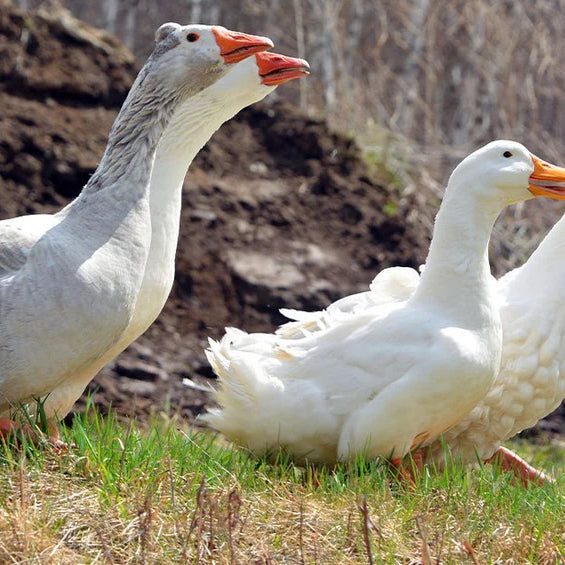 Nutritional Needs of Ducks and Geese