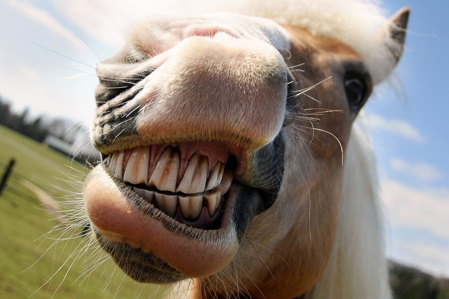  Horse Dental Care