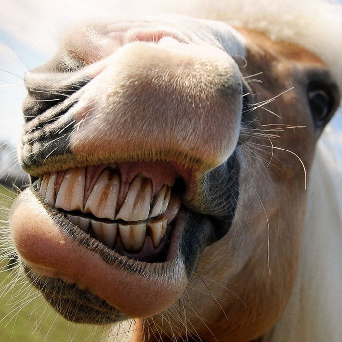  Horse Dental Care