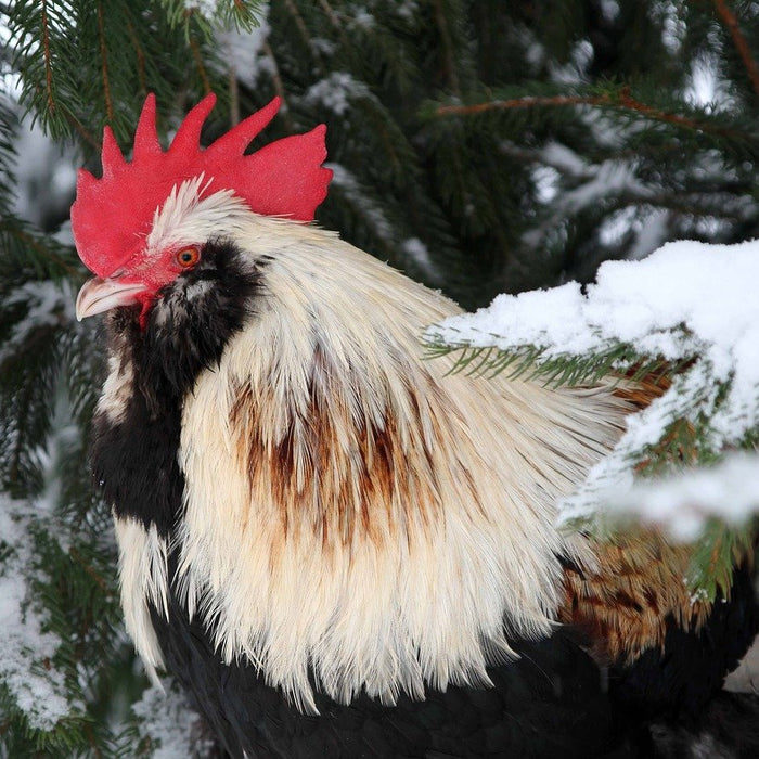 Caring for Backyard Chickens in Winter