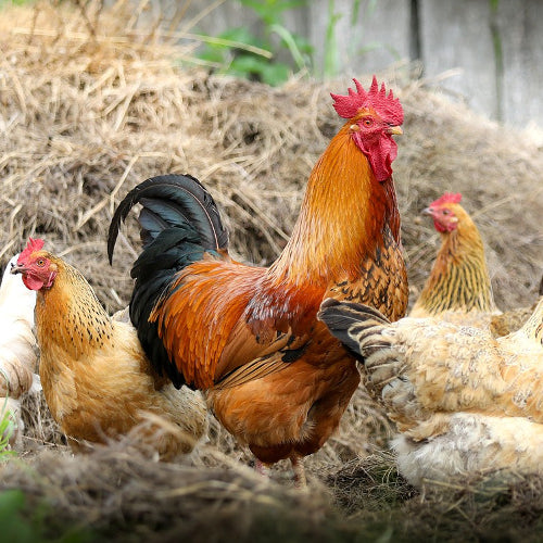 Giving Your Chickens a Dust Bath