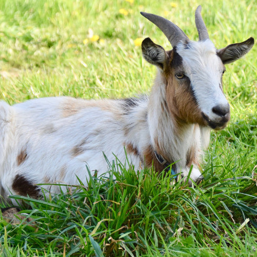 Causes of Bloat in Goats